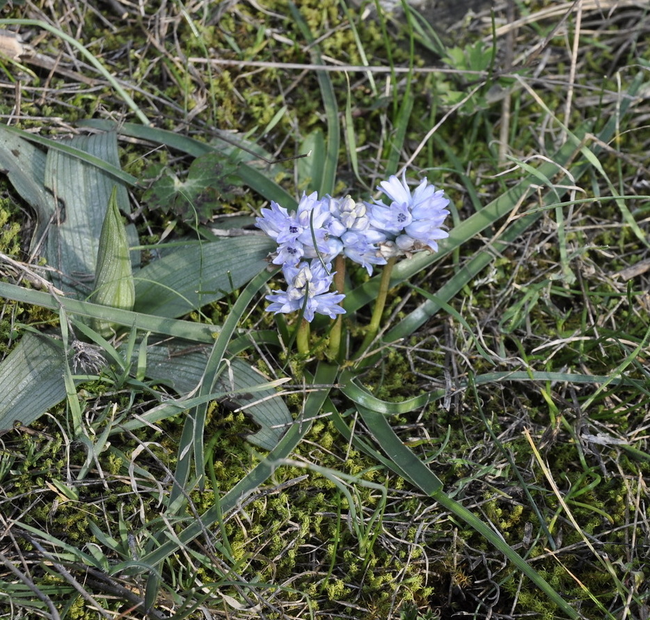 Изображение особи Bellevalia hyacinthoides.