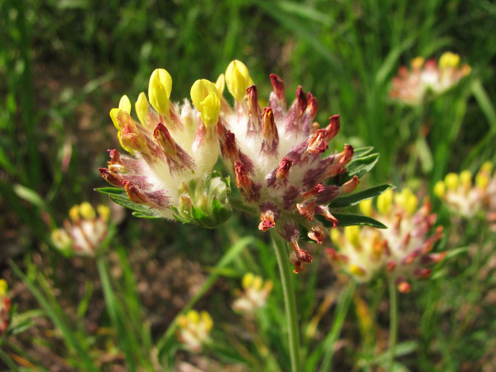 Image of Anthyllis vulneraria specimen.