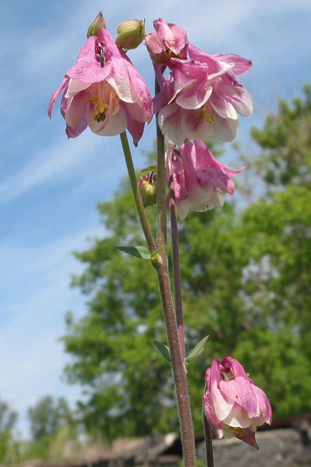 Изображение особи Aquilegia vulgaris.