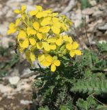 Erysimum callicarpum. Верхушка цветущего растения с кормящейся мухой-журчалкой. Краснодарский край, г. Новороссийск, хр-т Маркотх, горная степь. 13.04.2014.