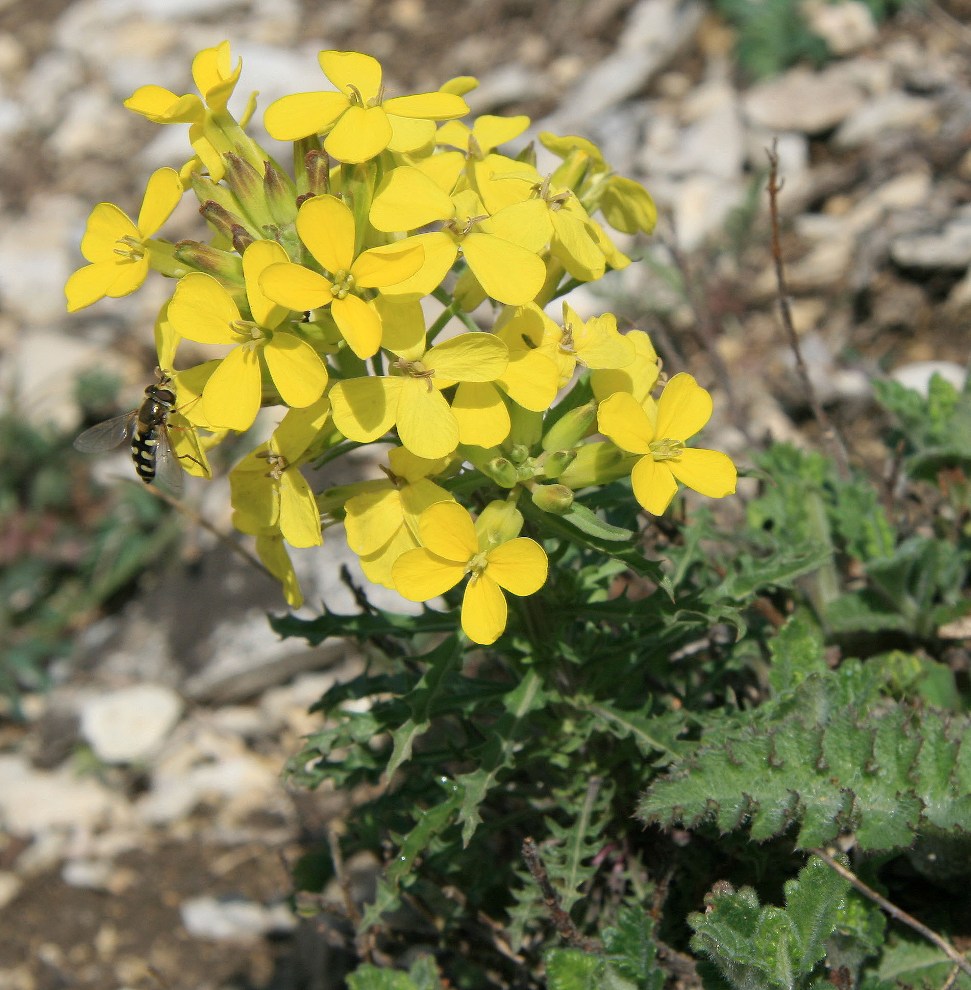 Image of Erysimum callicarpum specimen.