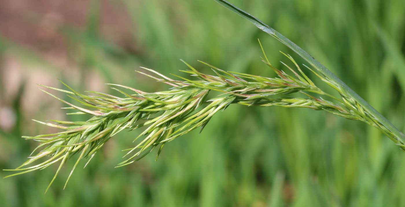 Изображение особи Poa bulbosa ssp. vivipara.