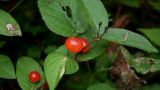 Lonicera chamissoi