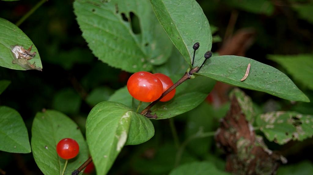 Image of Lonicera chamissoi specimen.