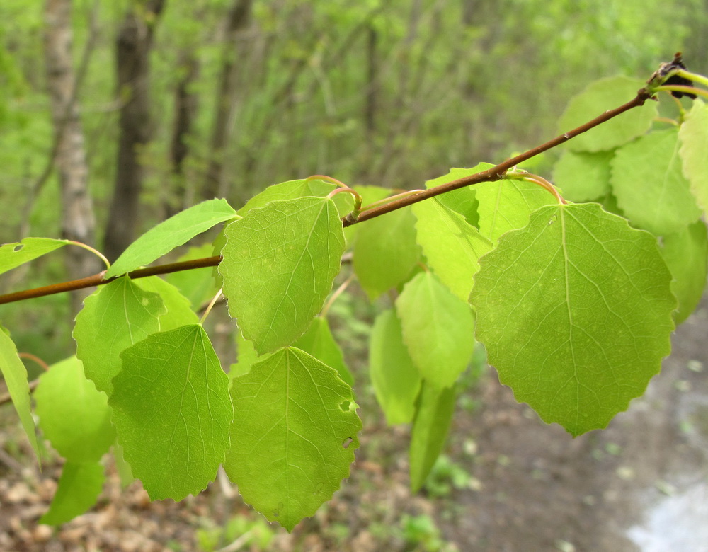 Image of Populus tremula specimen.