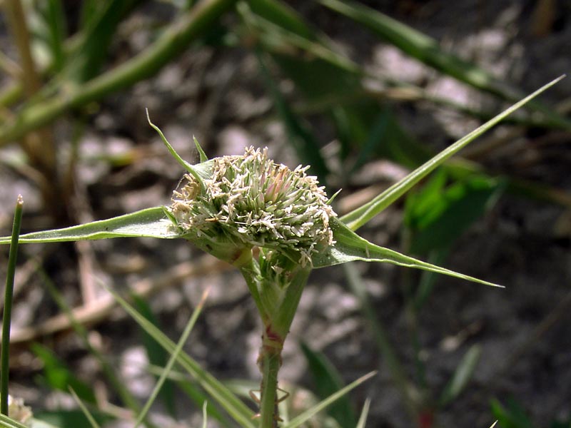 Image of Crypsis aculeata specimen.