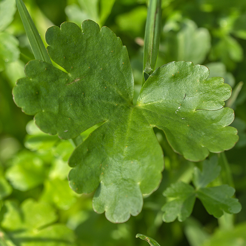 Изображение особи Ranunculus sceleratus.