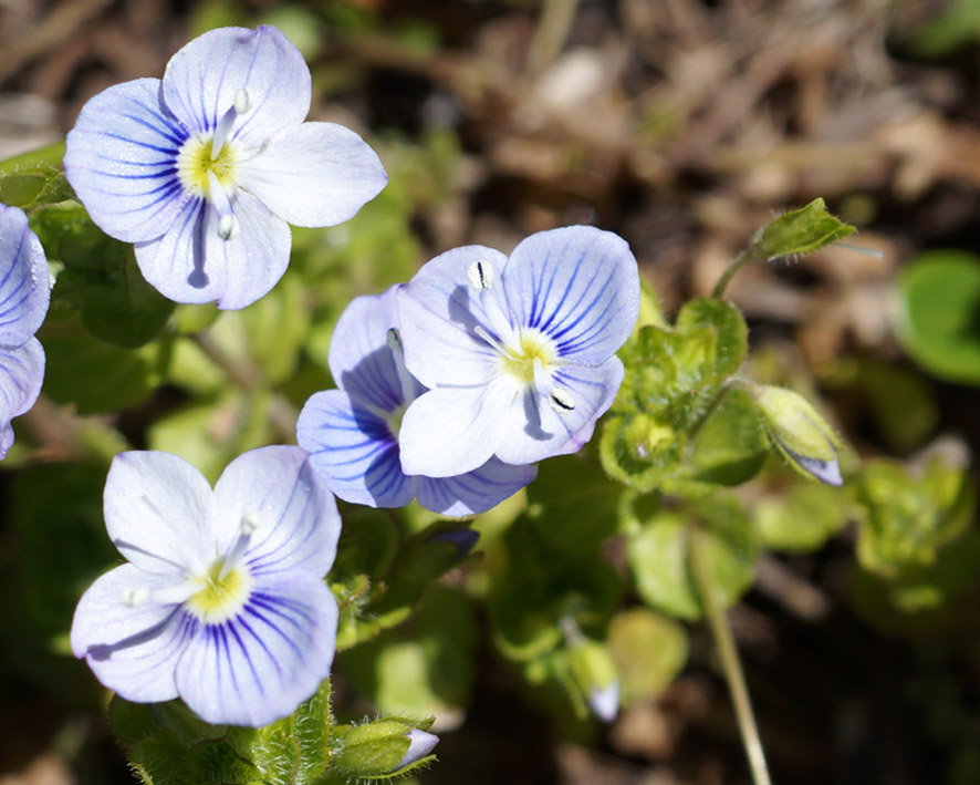 Изображение особи Veronica filiformis.