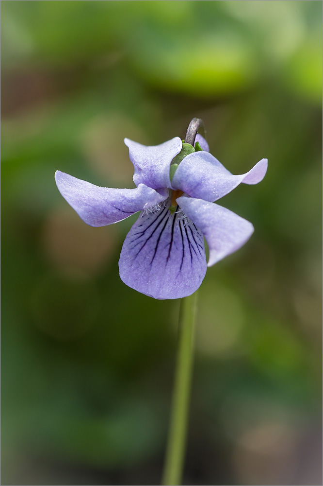 Image of Viola &times; ruprechtiana specimen.