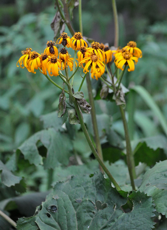 Изображение особи Ligularia dentata.