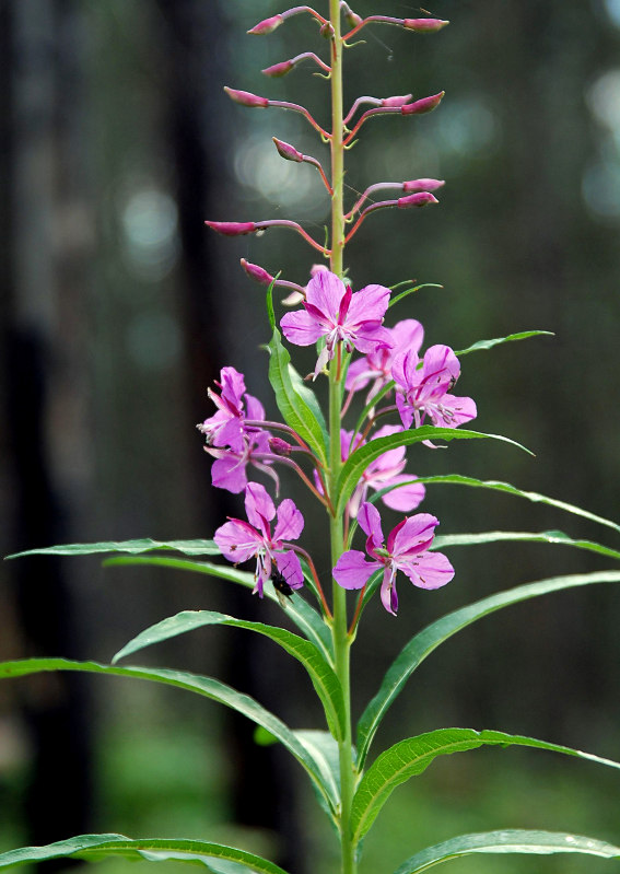 Image of Chamaenerion angustifolium specimen.
