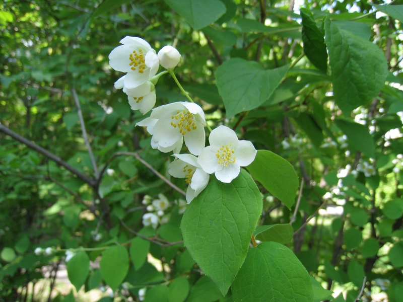 Image of Philadelphus pubescens specimen.