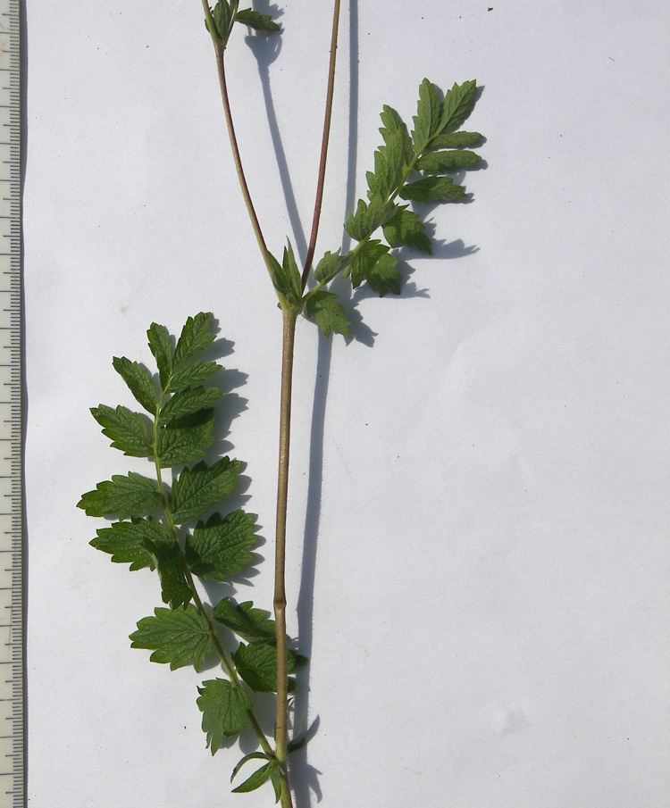 Image of Potentilla pimpinelloides specimen.