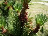 Pinus mugo