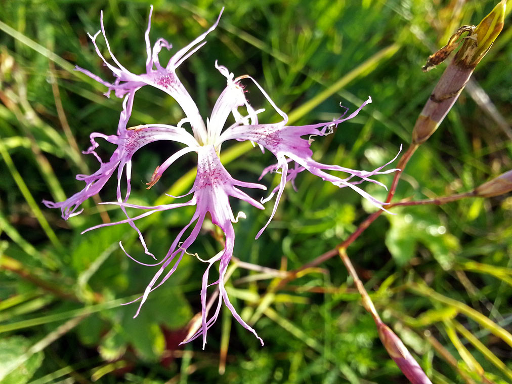 Image of Dianthus superbus specimen.