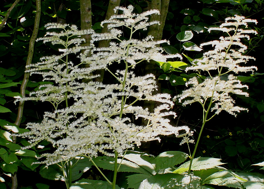 Изображение особи Rodgersia podophylla.