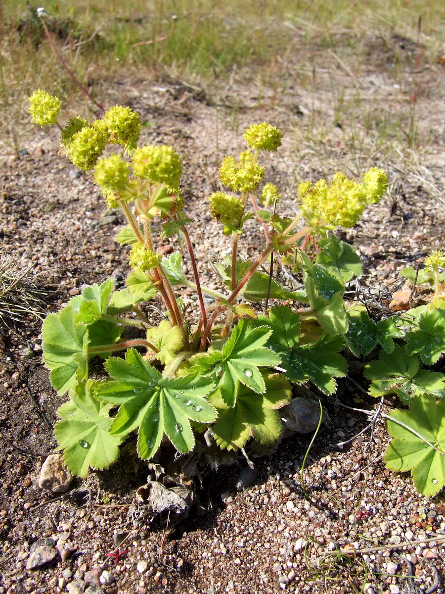 Изображение особи род Alchemilla.