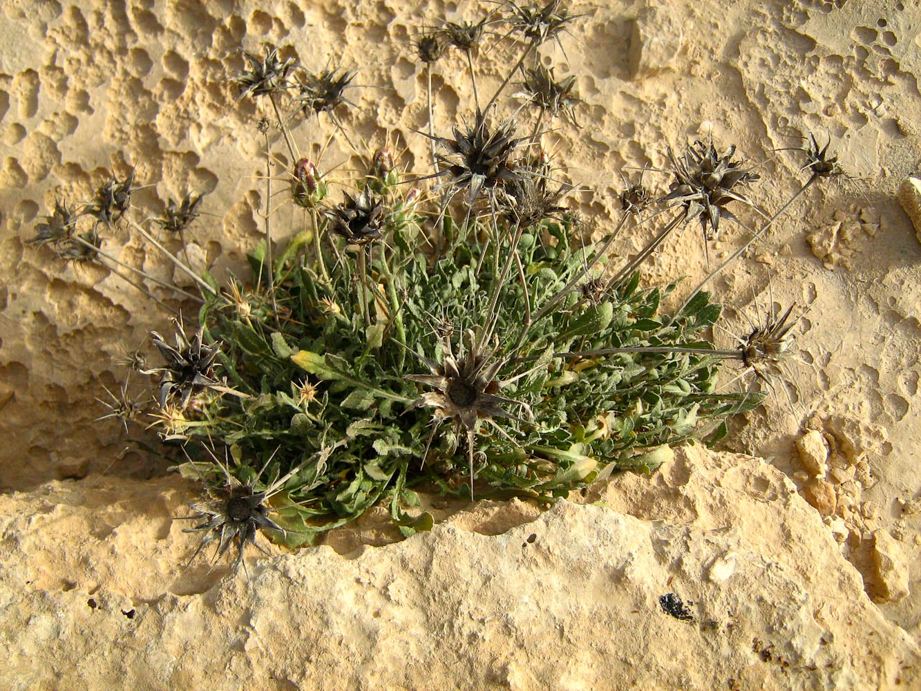 Изображение особи Centaurea eryngioides.