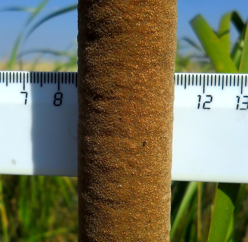 Image of genus Typha specimen.