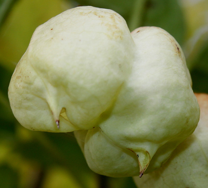 Image of genus Staphylea specimen.