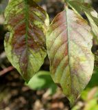 Cephalanthus occidentalis