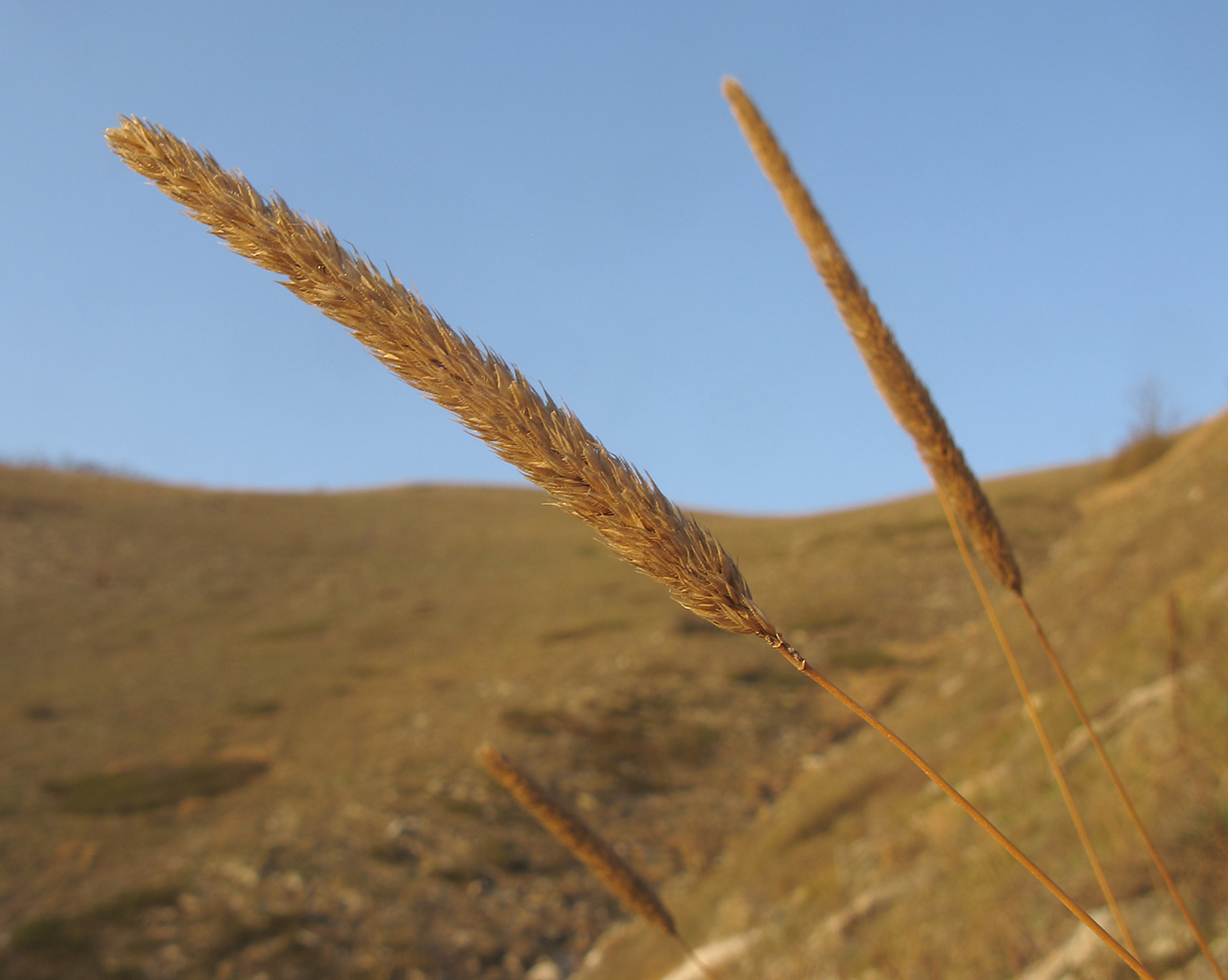 Image of Phleum montanum specimen.