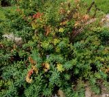 Euphorbia palustris. Отцветшее растение. Германия, г. Крефельд, Ботанический сад. 06.09.2014.