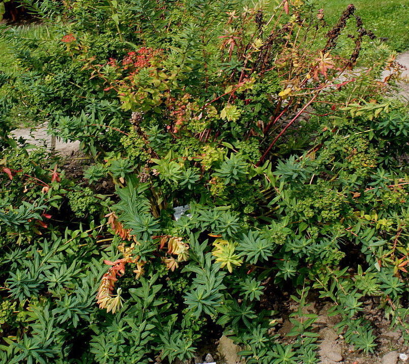 Изображение особи Euphorbia palustris.