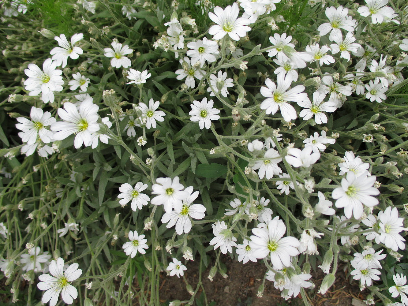 Image of genus Cerastium specimen.