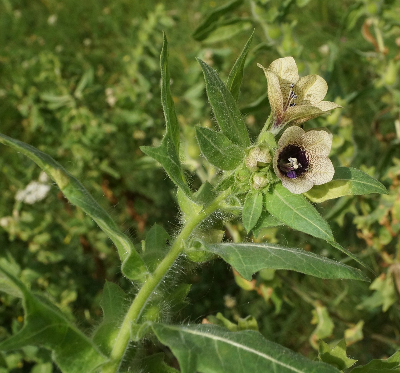 Изображение особи Hyoscyamus niger.