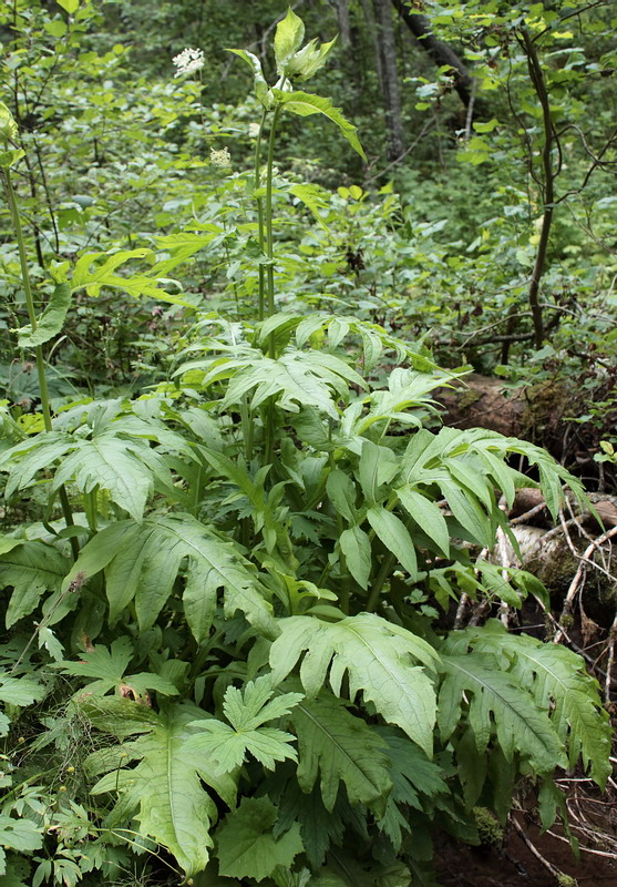 Image of Cirsium oleraceum specimen.