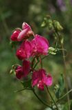 Lathyrus tuberosus