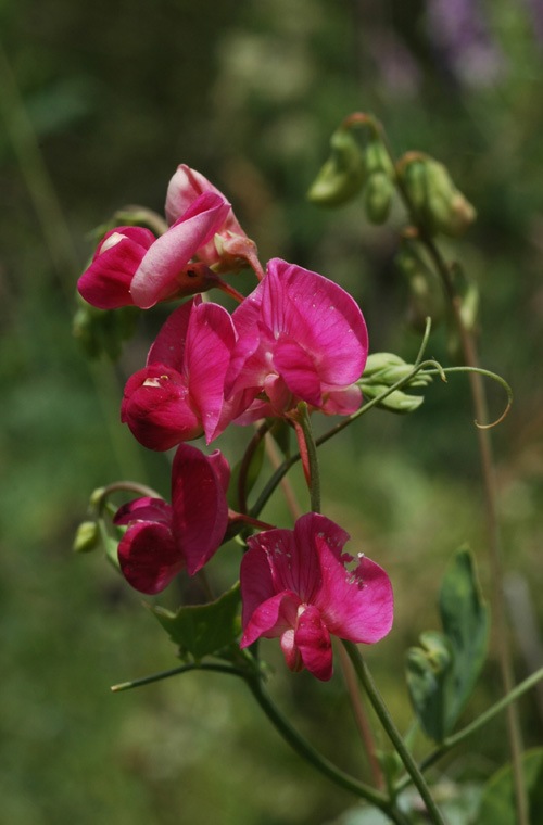 Изображение особи Lathyrus tuberosus.