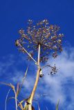 Heracleum lanatum