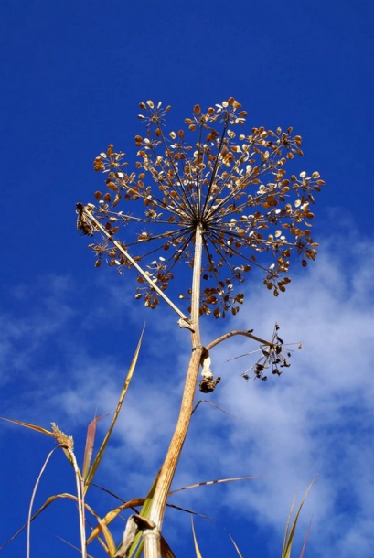 Image of Heracleum lanatum specimen.