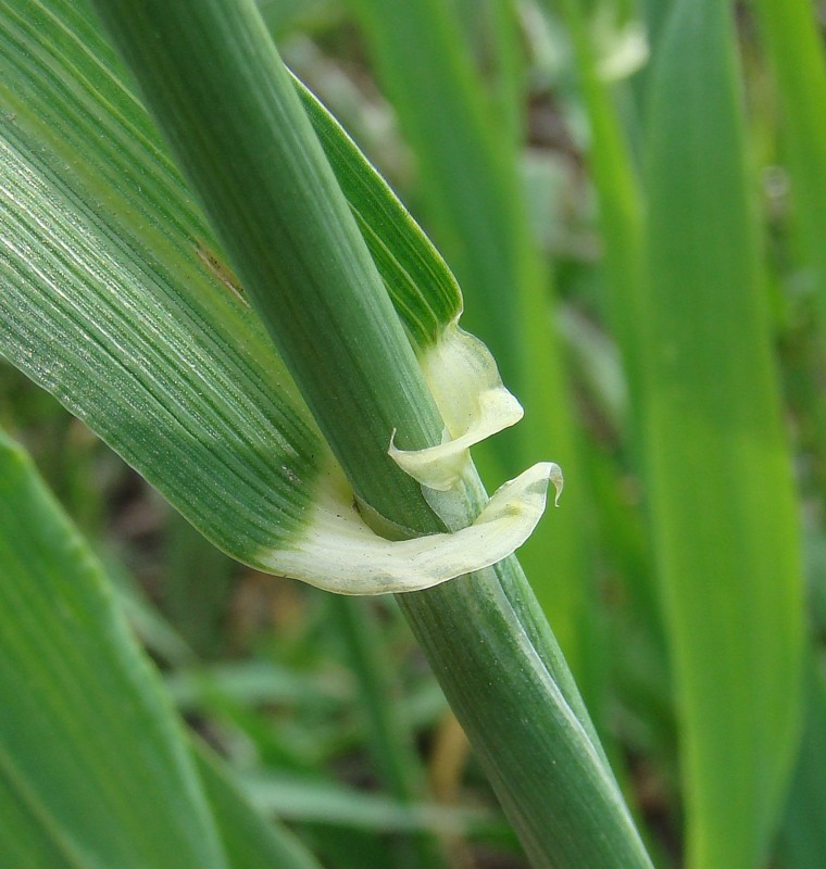 Изображение особи Hordeum vulgare.