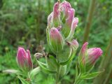 Castilleja rubra. Верхушки побегов с соцветиями розово-зеленой окраски. Иркутская обл., Бодайбинский р-н, р. Хомолхо, крутой залесённый склон. 14.07.2008.