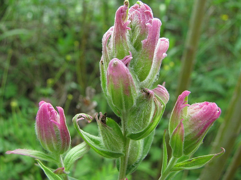 Изображение особи Castilleja rubra.