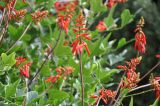 Erythrina humeana