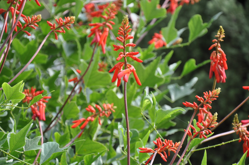 Изображение особи Erythrina humeana.