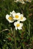 Anemonastrum crinitum. Верхушка растения с соцветием. Алтайский край, с.Тигирек, альпийский луг. 16 июня 2008 г.