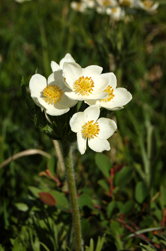 Изображение особи Anemonastrum crinitum.