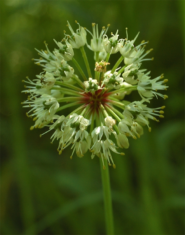 Image of Allium microdictyon specimen.