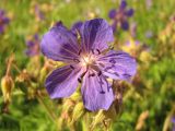 Geranium pratense. Цветок. Тамбовская обл., Петровский р-н, дер. Новая Васильевка, разнотравный луг. 17.07.2015.