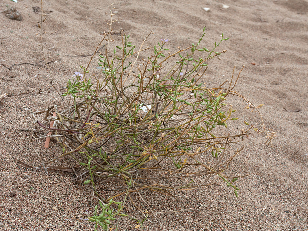 Image of Cakile maritima specimen.