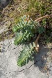Euphorbia myrsinites. Вегетирующее растение на горном склоне. Черногория, нац. парк Дурмитор, горная степь. 14.10.2014.