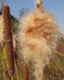 род Typha. Верхушка осыпающегося соплодия. Краснодарский край, окр. г. Крымск, берег р. Адагум. 06.09.2014.