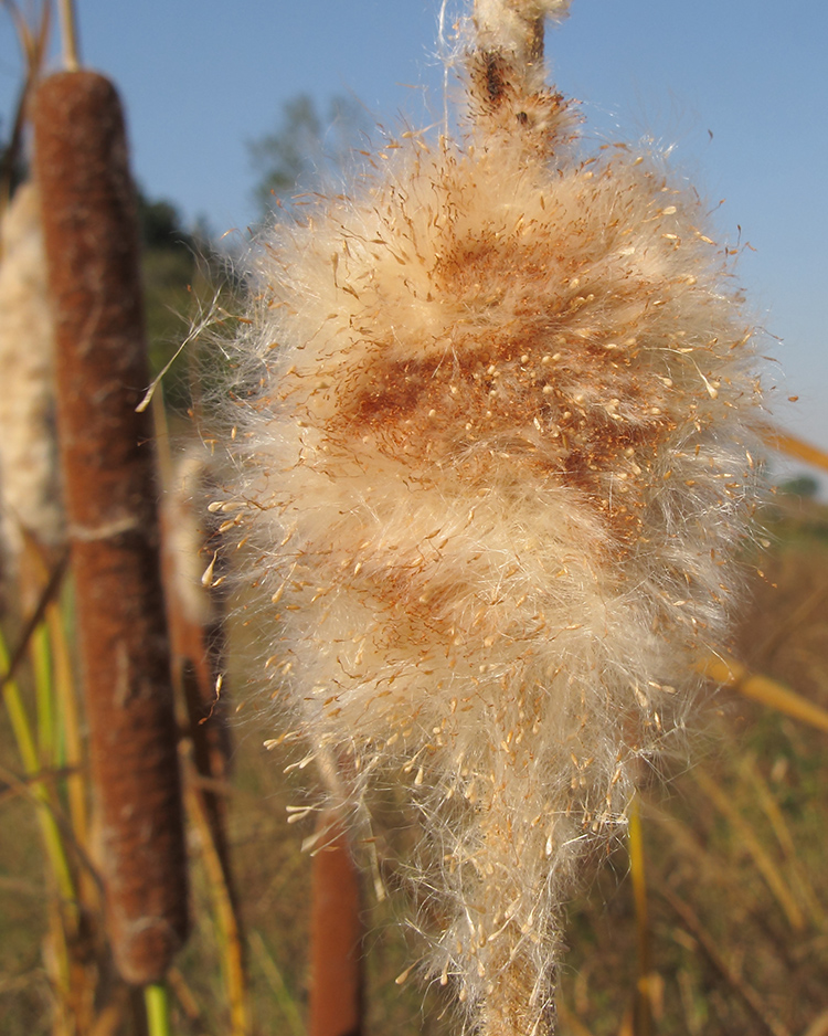 Изображение особи род Typha.