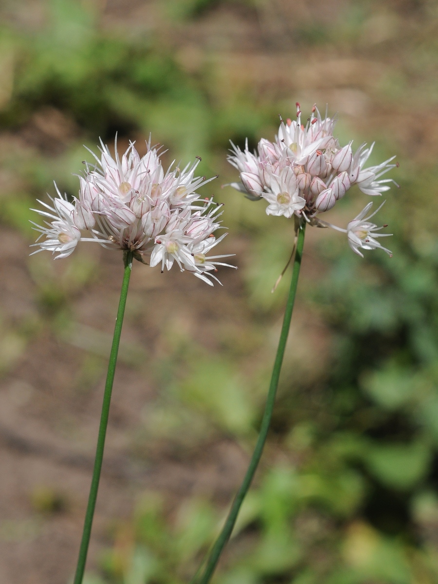 Изображение особи Allium saxatile.