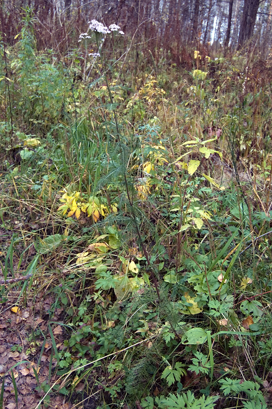 Image of genus Achillea specimen.